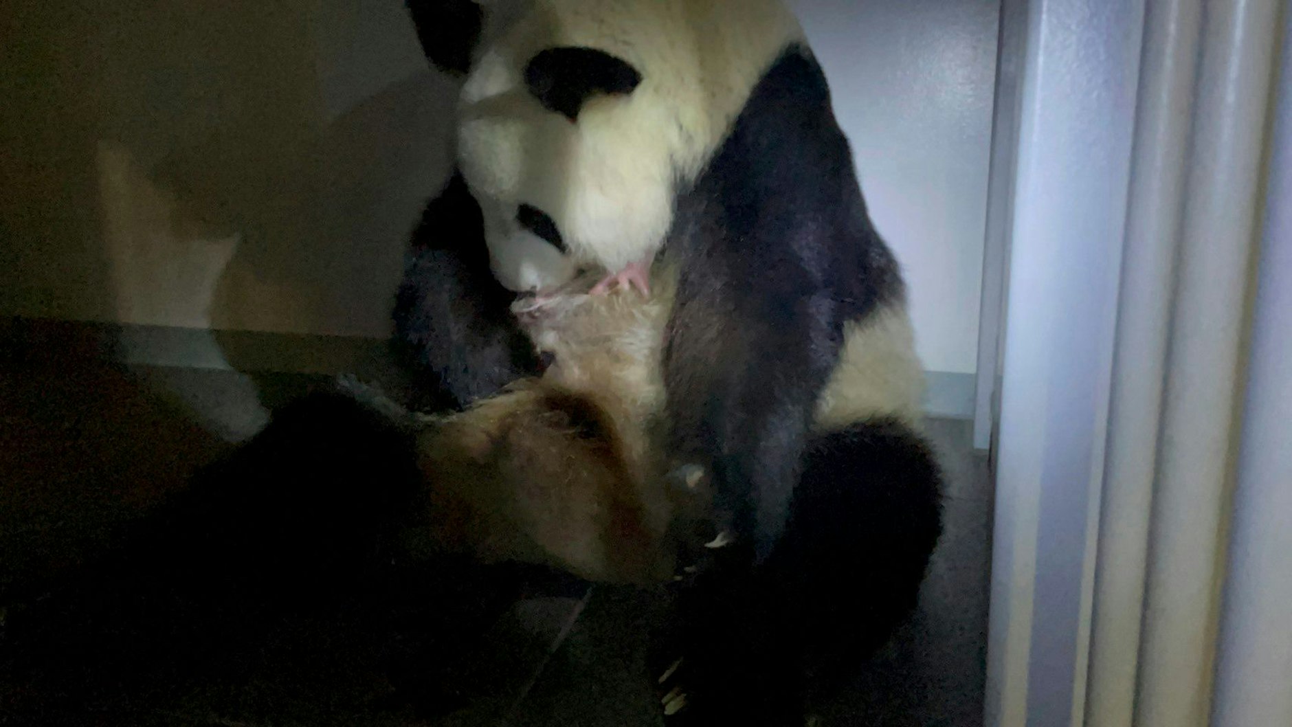 Panda-Mutter&nbsp;Shin Shin mit einem ihrer Jungtiere im&nbsp;Ueno Zoological Garden