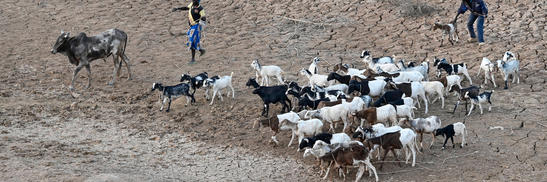 Hirten sind in West-Afrika mit Ziegen und einem Rind auf der Suche nach Wasser: Wird die Welt noch wärmer, wird das immer öfter geschehen.