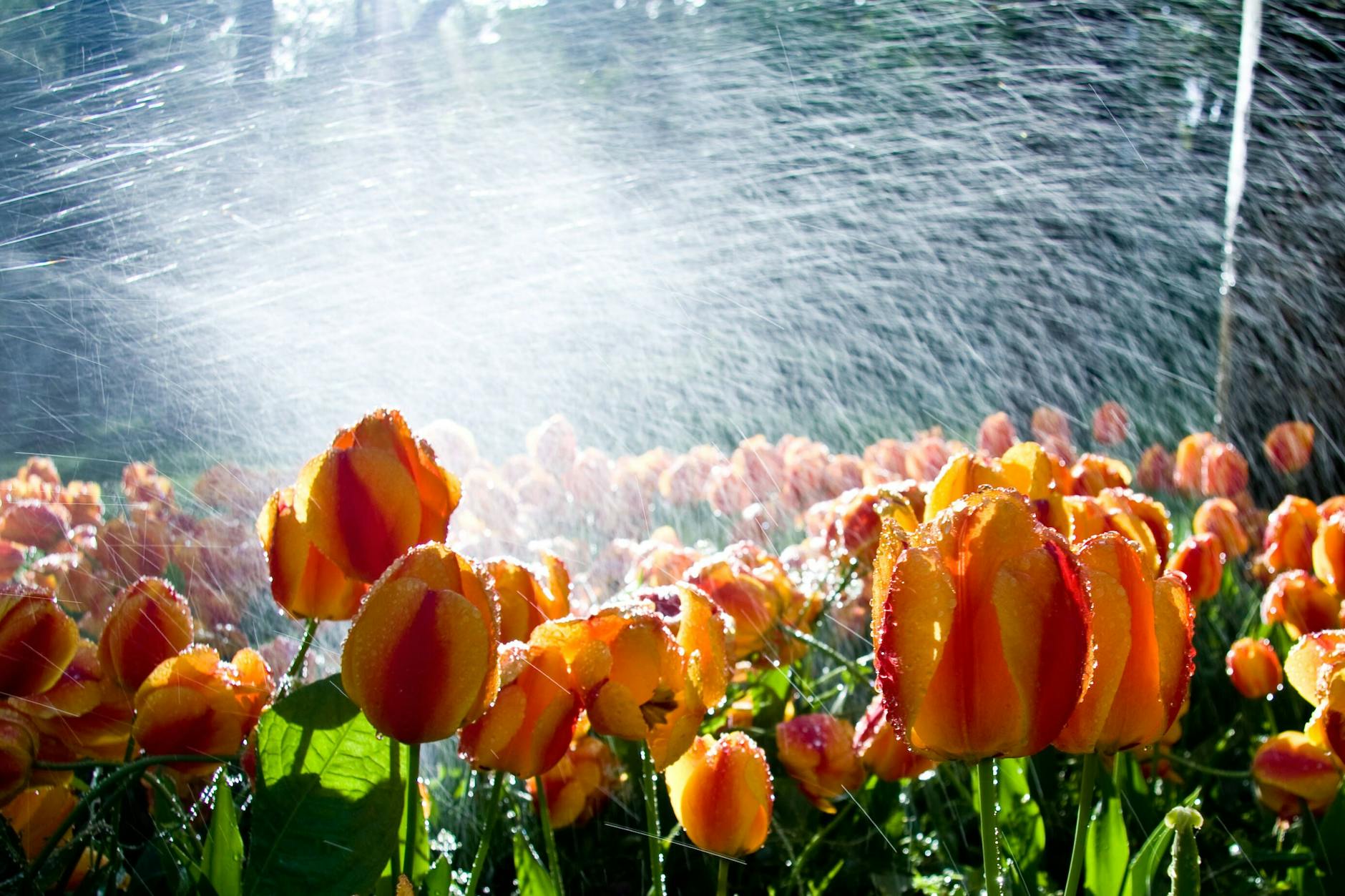 Lieber selten und dafür durchdringend wässern, rät unser Gartenprofi. Bei extremer Hitze freuen sich Pflanzen aber auch über eine kurze abendliche Dusche.