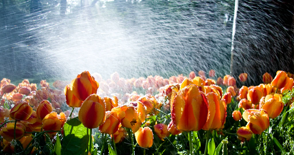 Auf den Boden kommt es an: Wie man den Garten richtig wässert