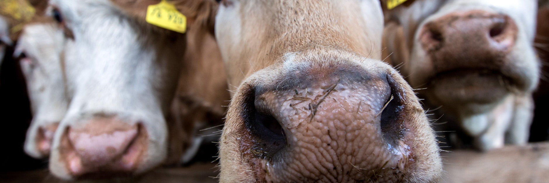 Die Lebensmitteldiscounter Aldi Nord und Süd wollen spätestens ab dem Jahr 2030 nur noch Frischfleisch von Tieren aus höherwertigen Haltungsformen verkaufen.