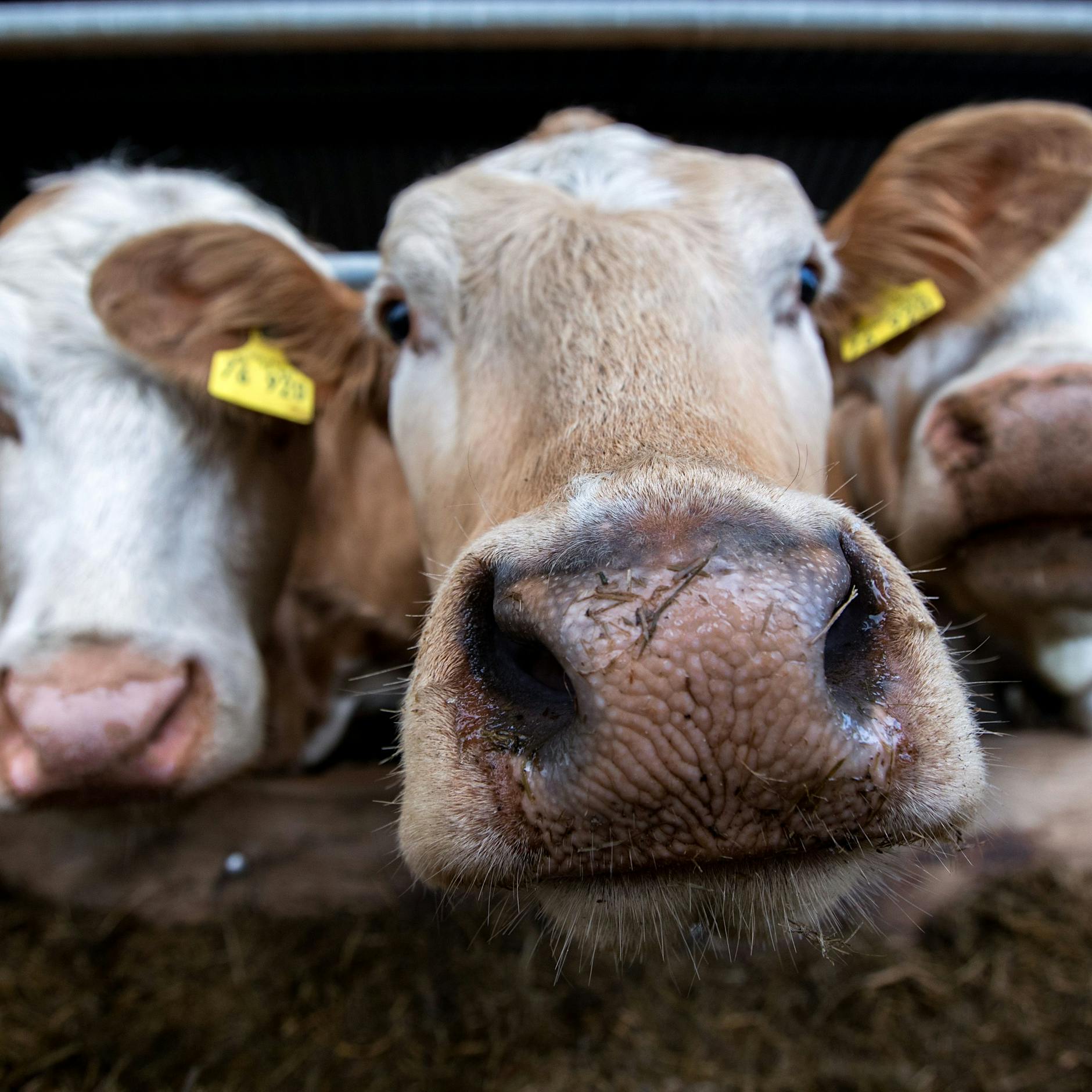 Aldi schmeißt Billig-Fleisch aus seinen Regalen