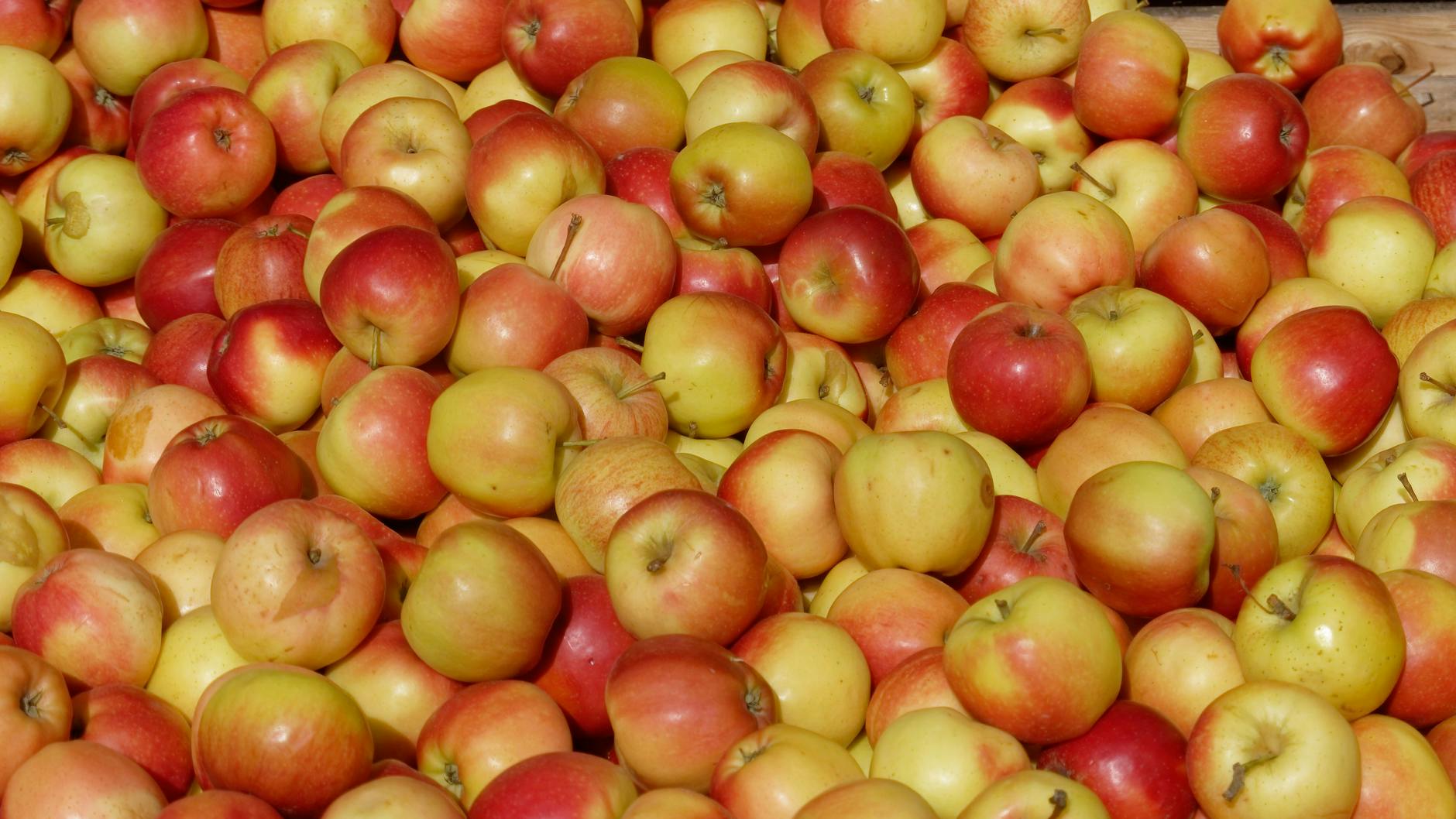 Den Apfel berühren und testen, ob er gut ist: Viele Kunden machen es heimlich, dabei ist es erlaubt.