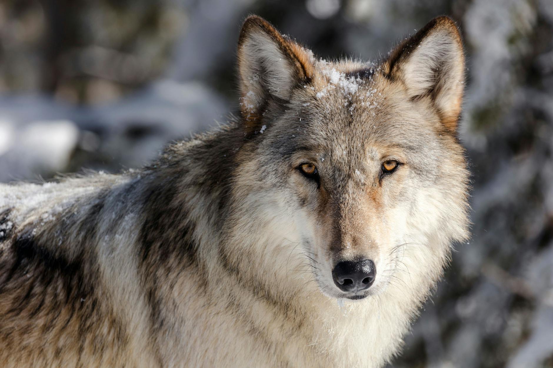 Der Wolf ist in Deutschland eine streng geschützte Tierart.