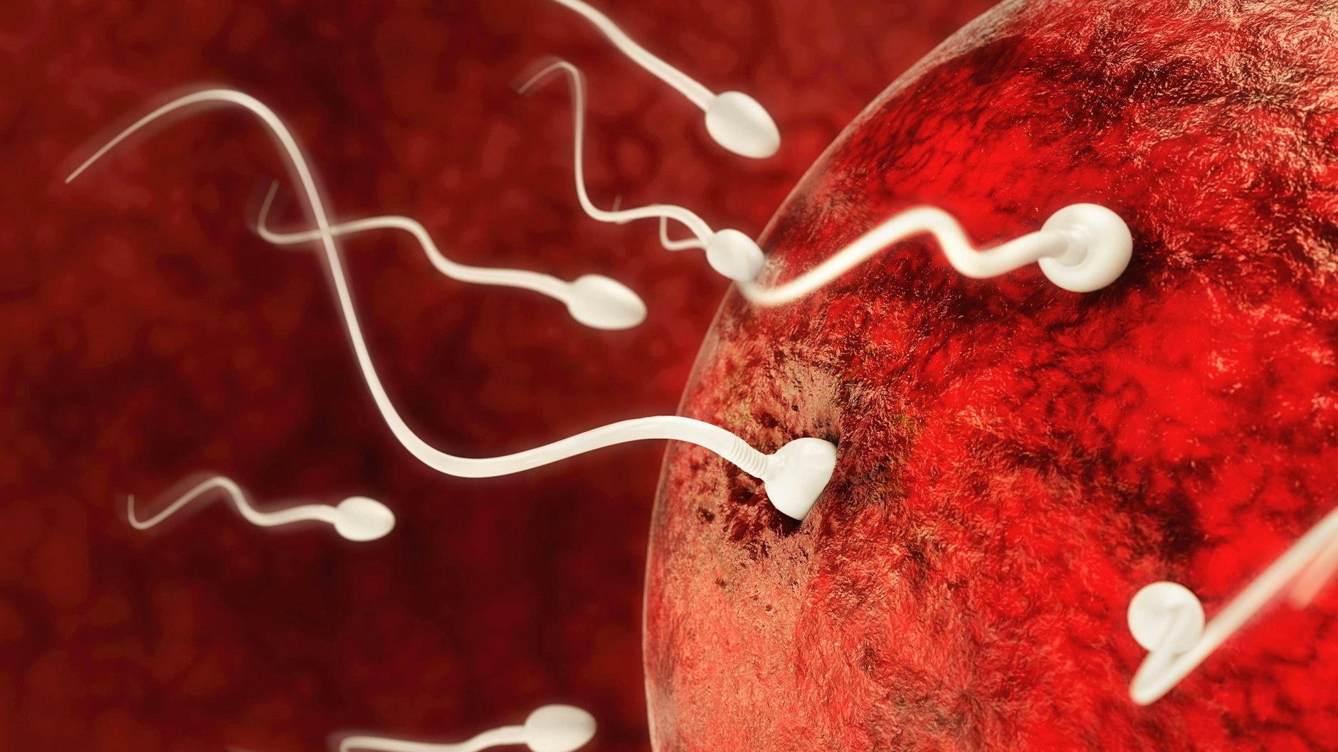 Die Untersuchung umfasste Samenvolumen, Spermienkonzentration, -motilität und die Gesamtzahl beweglicher Spermien.