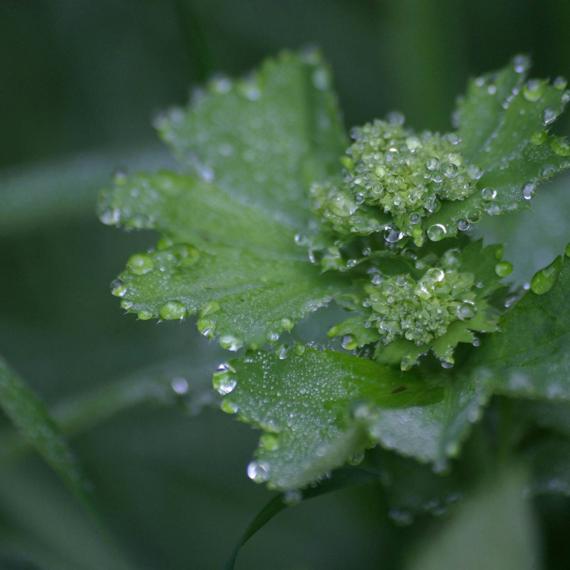 Form schlägt Farbe: die eigenwilligen Konturen des Frauenmantels.
