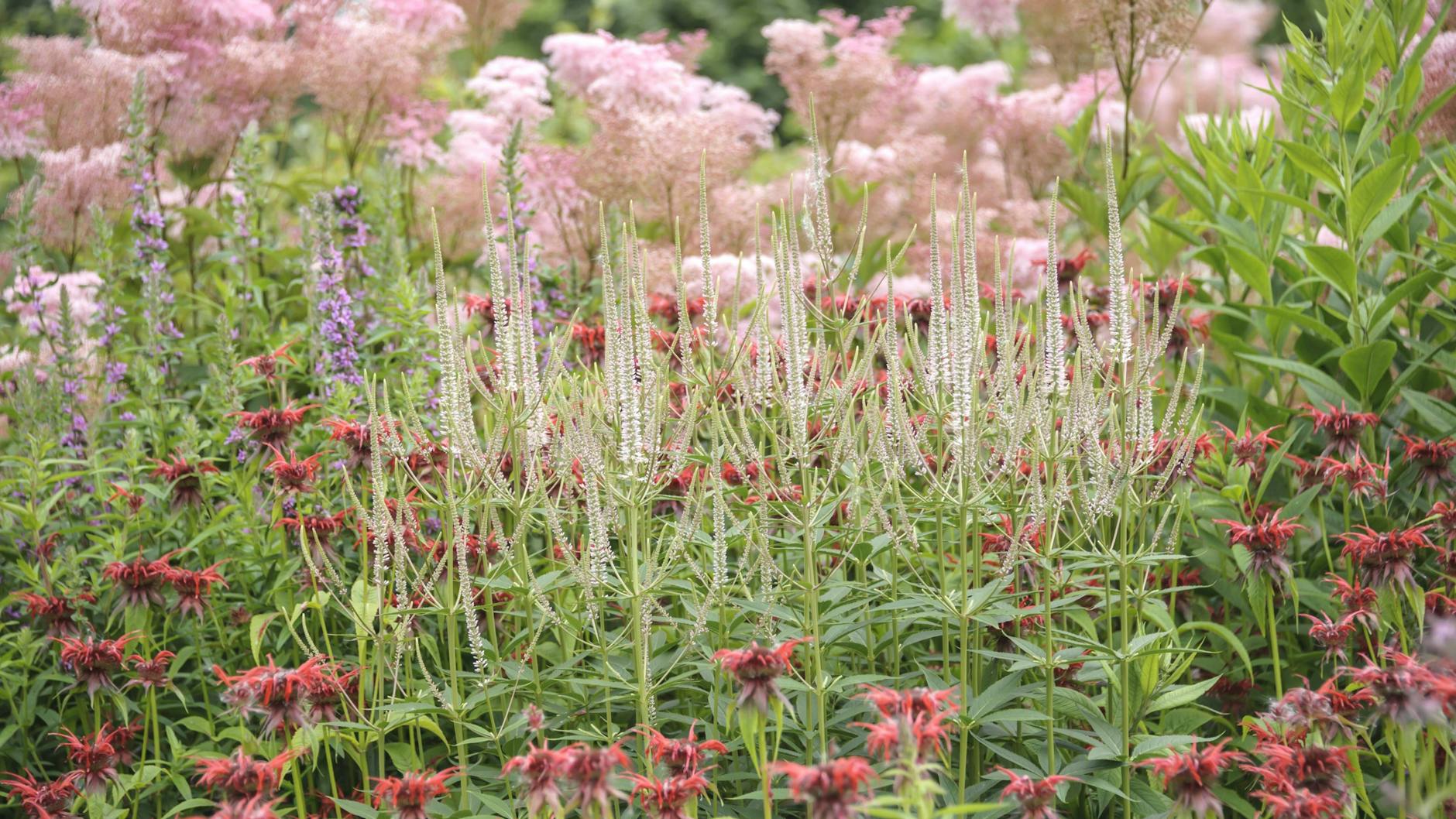 Der Kandelaber-Ehrenpreis hat überaus schöne Farben, macht sich aber auch nach der Blüte gut.