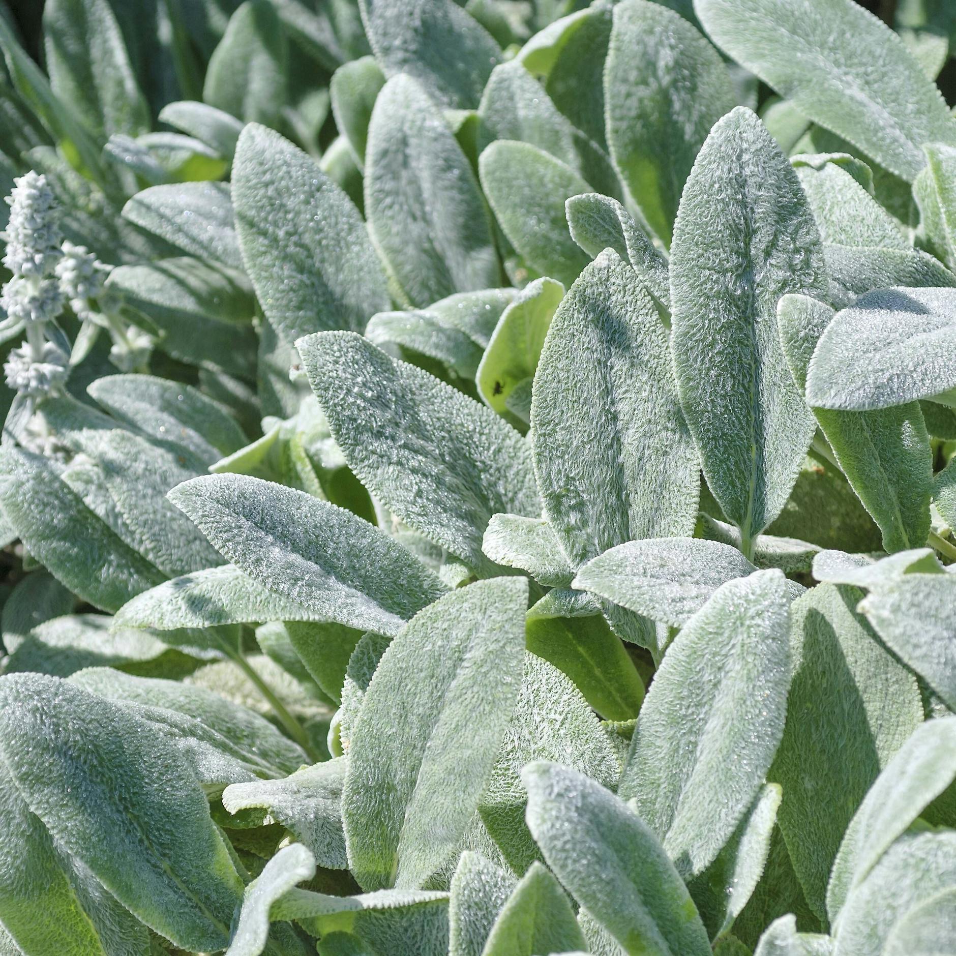 Wie angezuckert: die pelzigen Blätter des Wollziest.