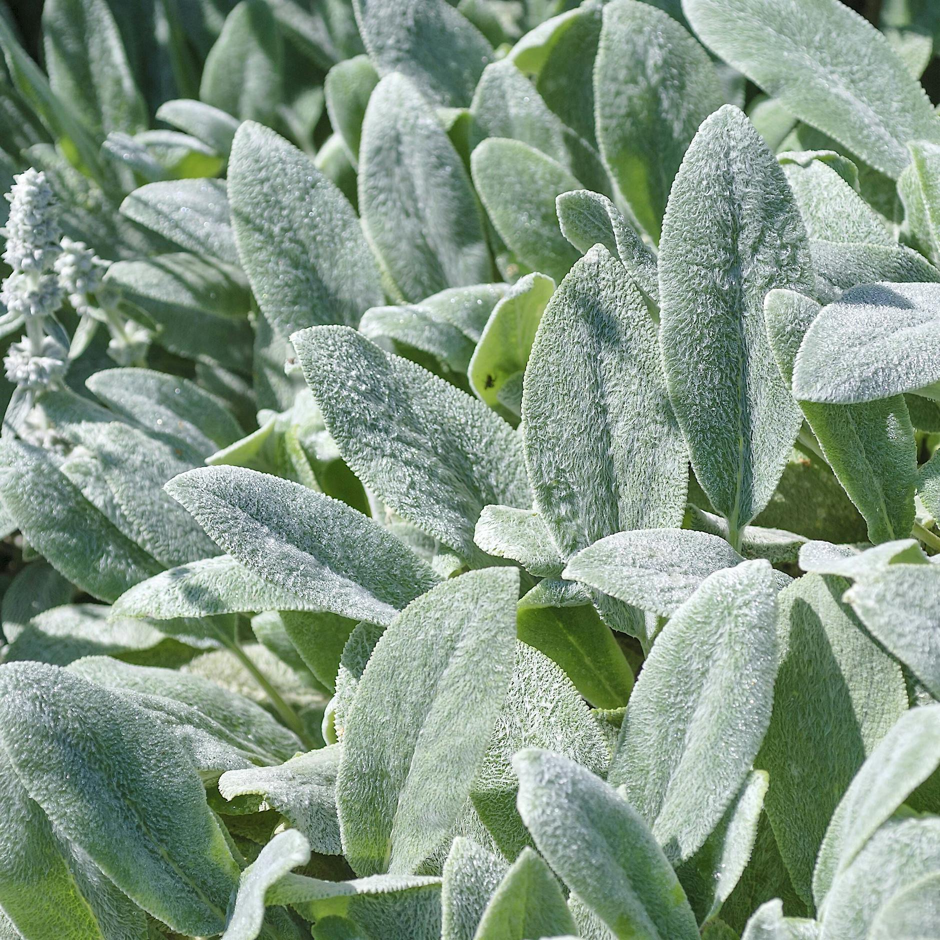 Blüten? Auf die Blattform kommt es an!