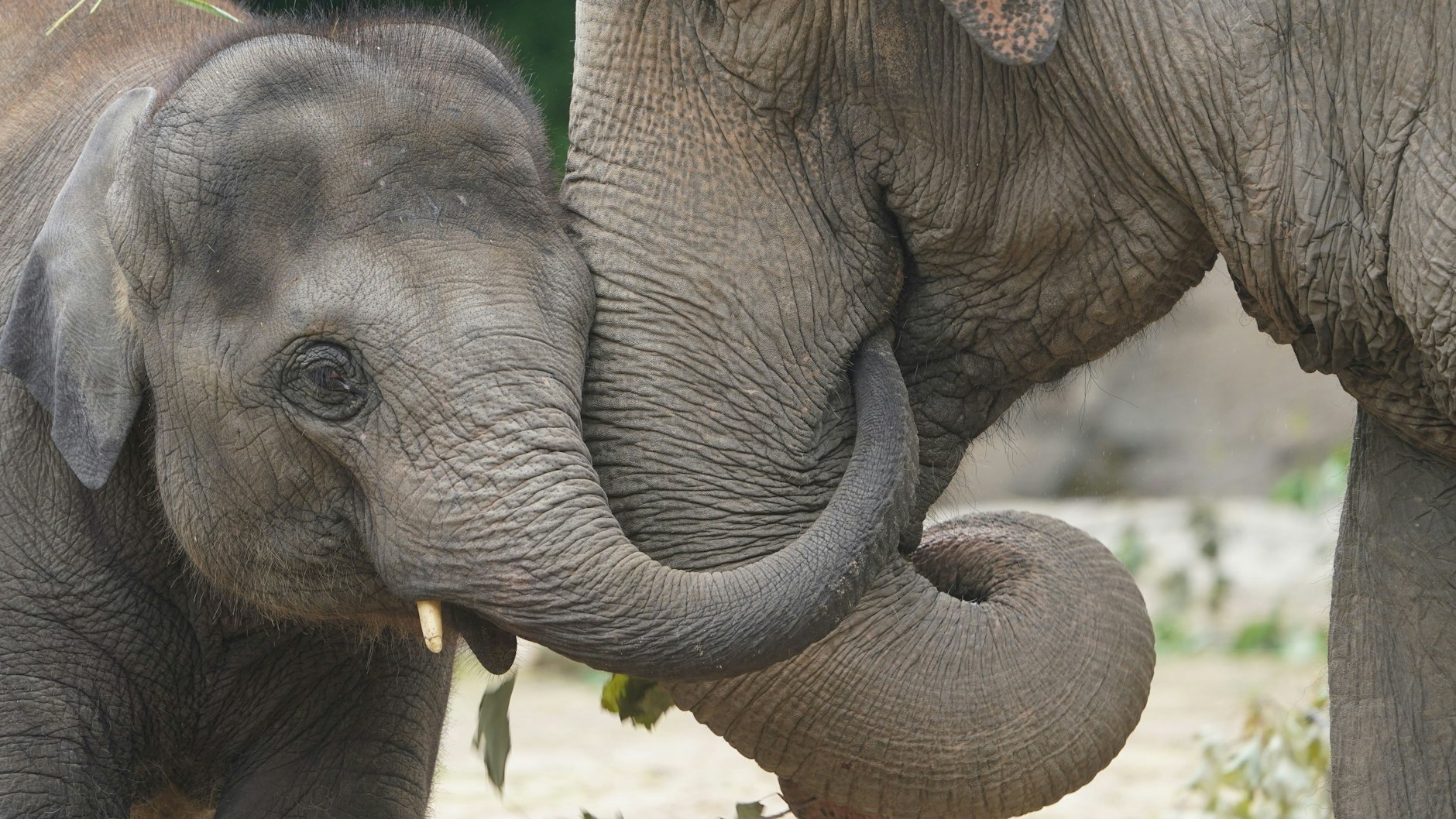 Elefanten-Jungtier Santosh hat im Gehege im Hamburger Tierpark Hagenbeck seinen Rüssel in das Maul von Elefant Mogli gesteckt.