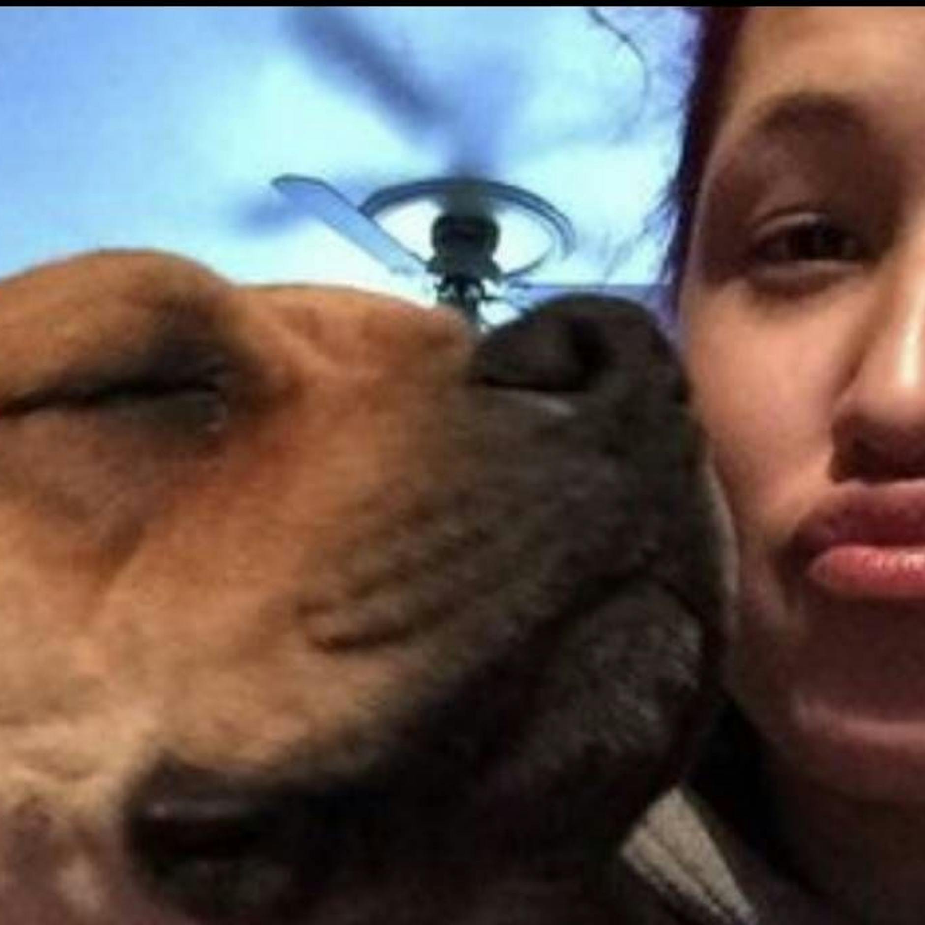 Frau wollte Hund adoptieren – und fand im Tierasyl ihren eigenen wieder