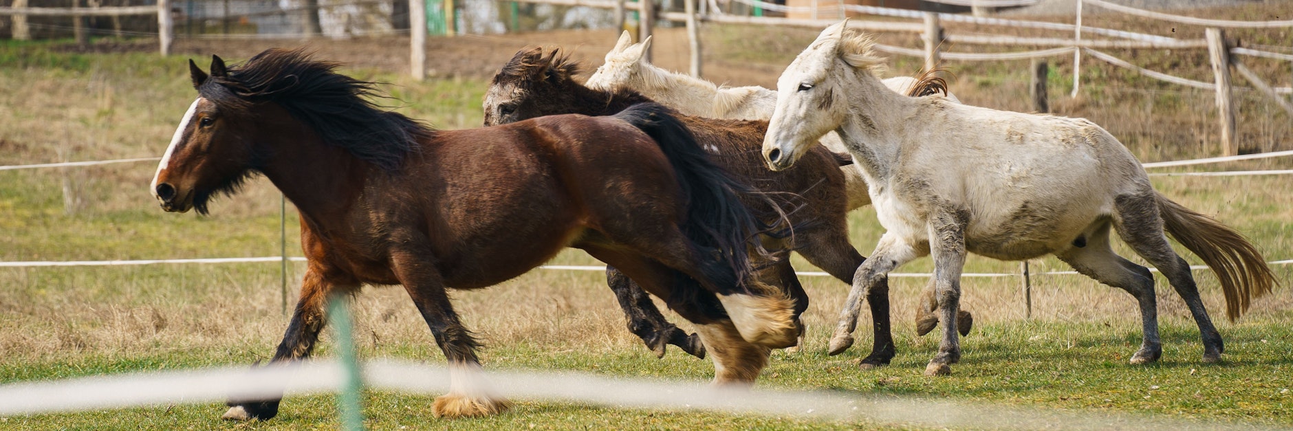 Der Muli Gandenhof in Wertheim: Pferd Marylin (links) und drei Mulis rennen über die Koppel des Vereinsgeländes. 