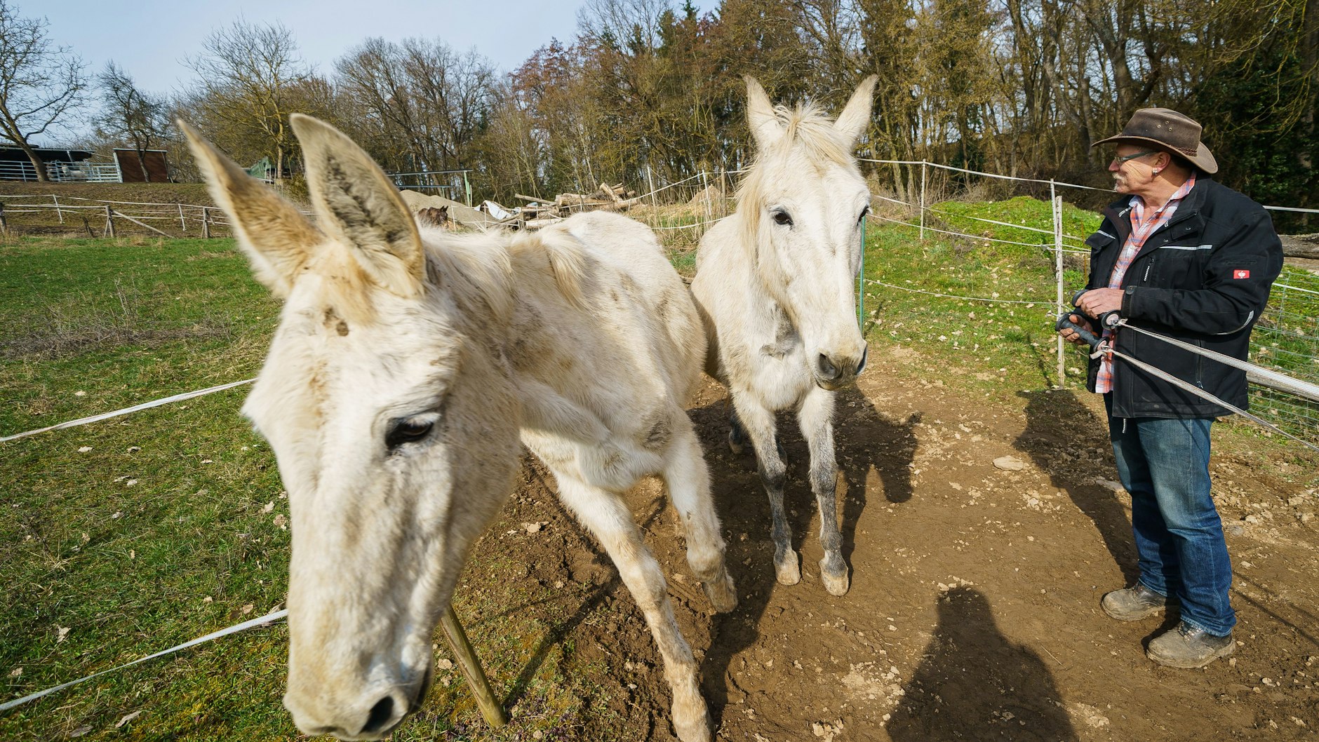 Reiner Streibich öffnet für die Mulis eine Koppel.&nbsp;