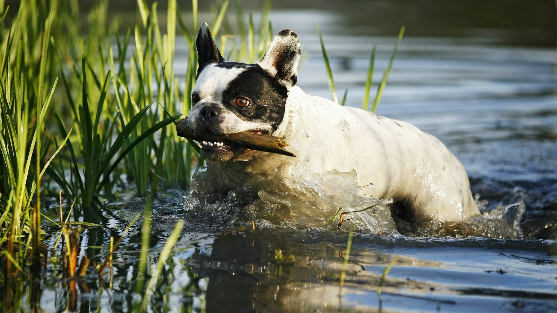 Ein Hund trank das Seewasser und leckte an Baumstämmen (Symbolbild).