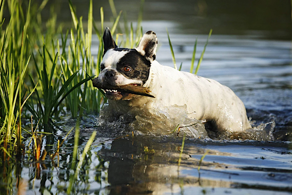 Ein Hund trank das Seewasser und leckte an Baumstämmen (Symbolbild).