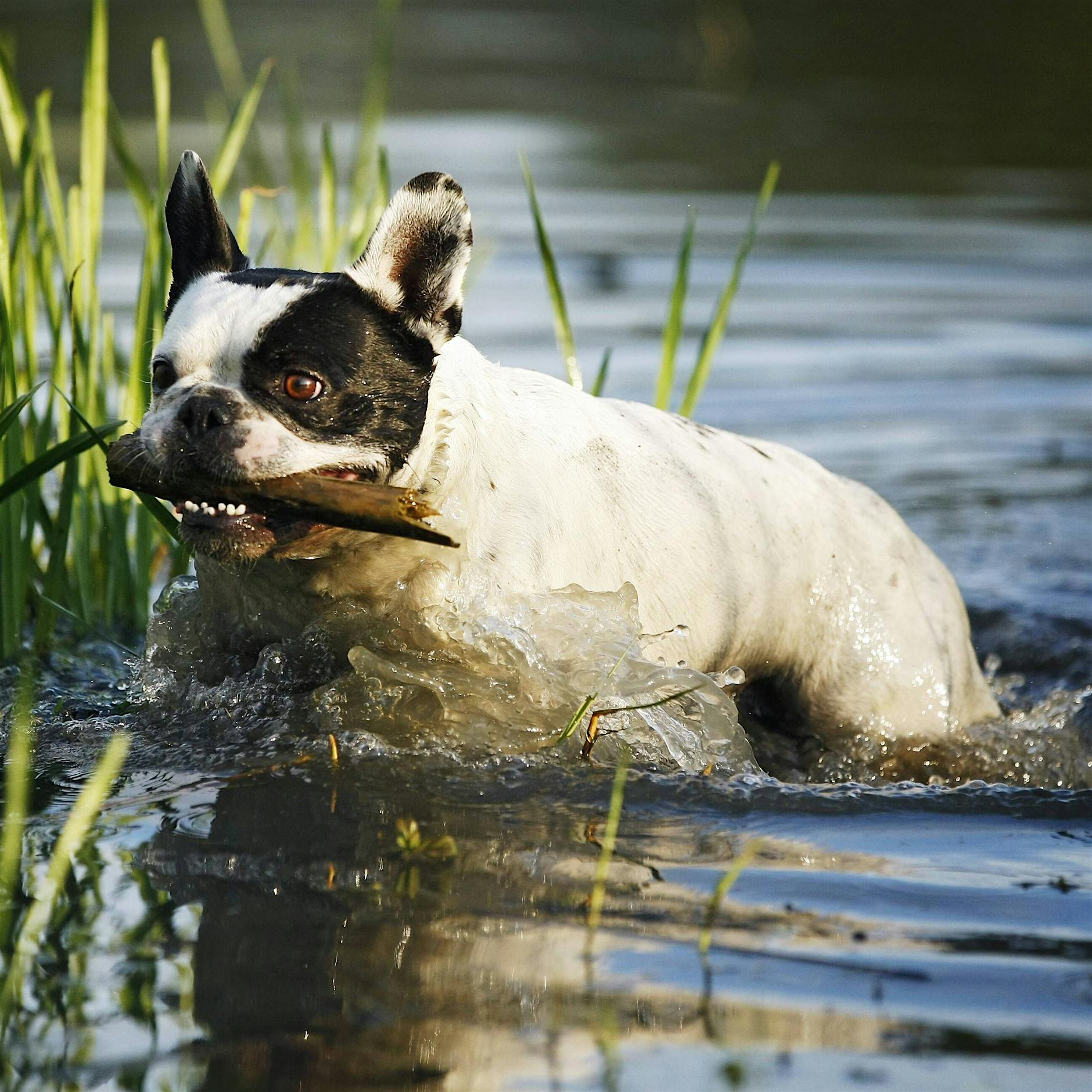 Nervengift: Blaualgen-Mutation im Tegeler See tötet Hund