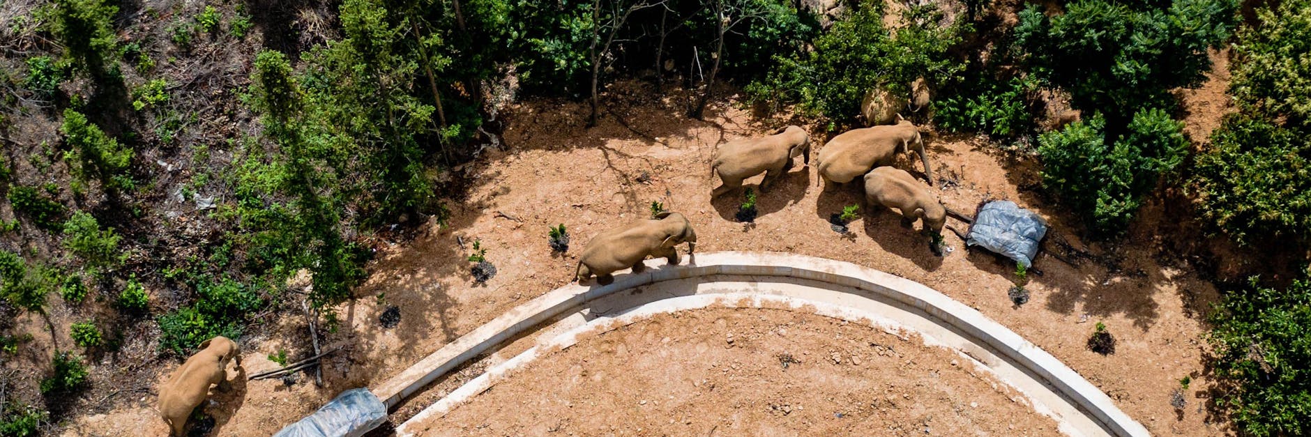 Eine Herde wandernder wilder asiatischer Elefanten bewegt sich durch die südwestchinesische Provinz Yunnan.