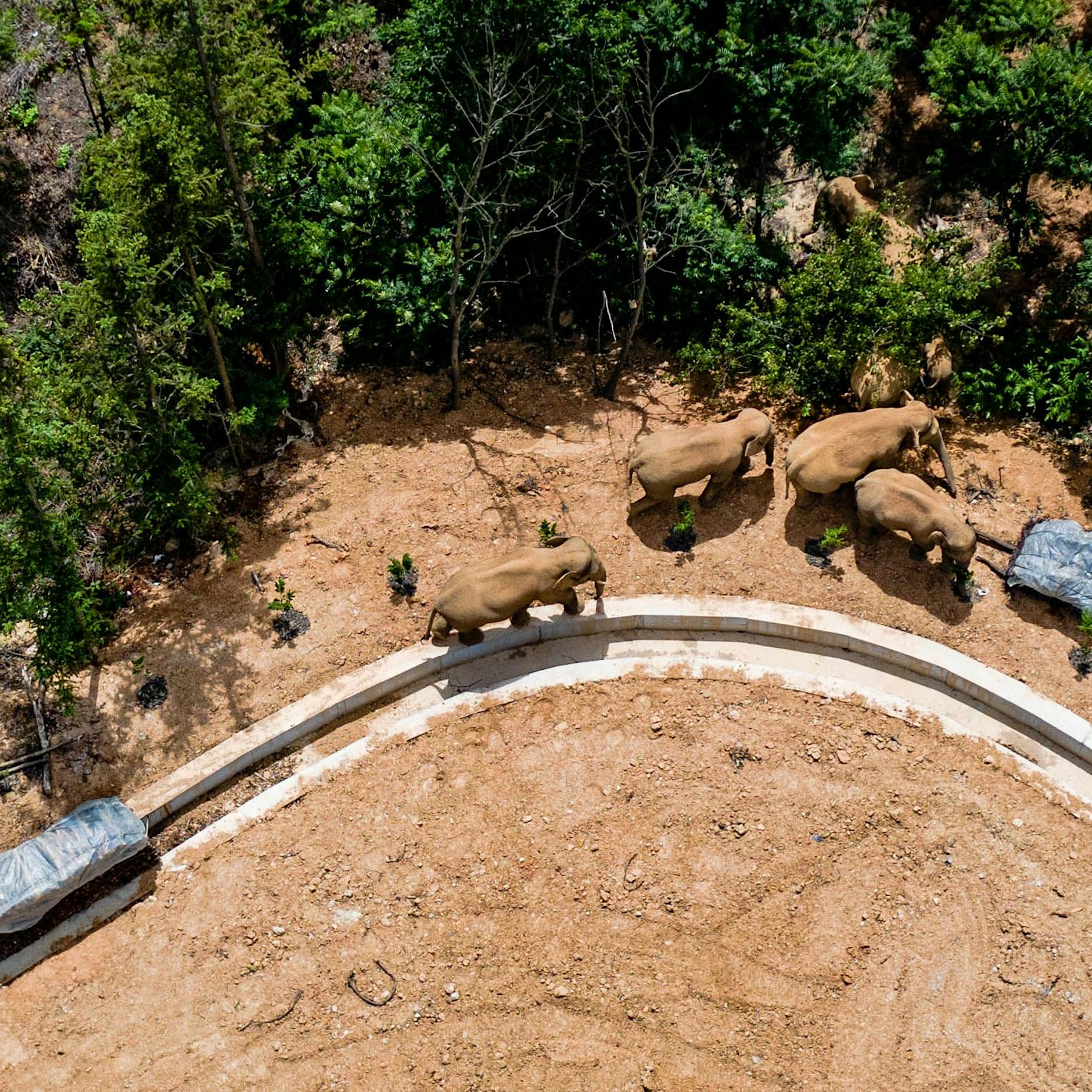 China: Elefantenherde wandert auf Millionenstadt zu