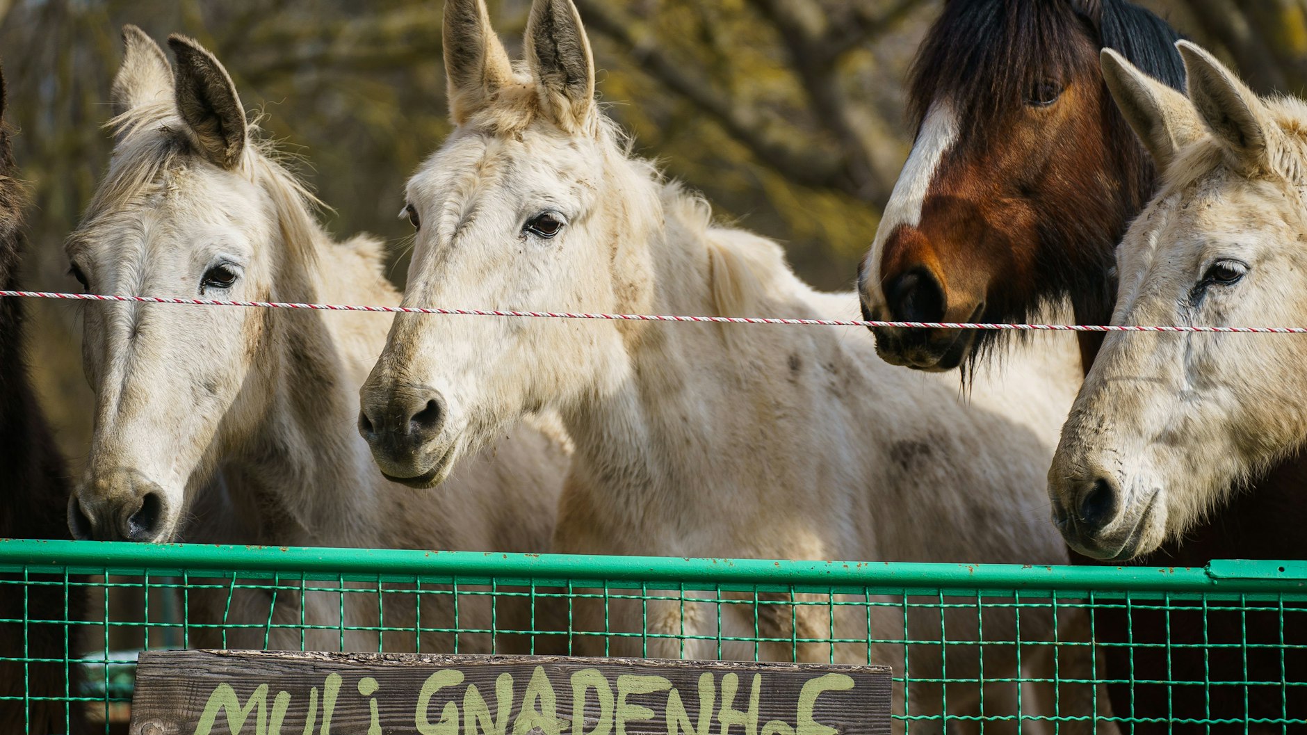 Drei Mulis und ein Pferd (braun mit Blesse) stehen auf der Koppel des Vereinsgeländes des Muli Gnadenhofs.&nbsp;&nbsp;