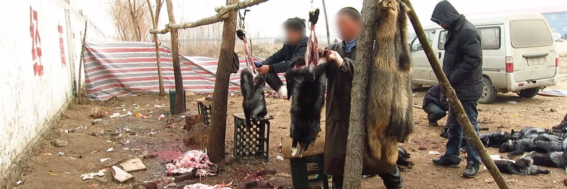 Videomaterial der Tierschutzorganisation Peta zeigt, wie Händler in China Tieren den Pelz abziehen.