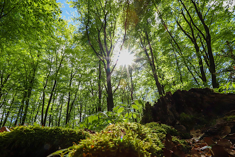 Frisches Maigrün: Der Aufenthalt im Wald hat messbare Auswirkungen auf Körper und Seele.