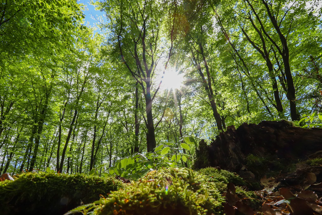 Forscher: Wald-Aufenthalte beeinflussen die Gesundheit messbar