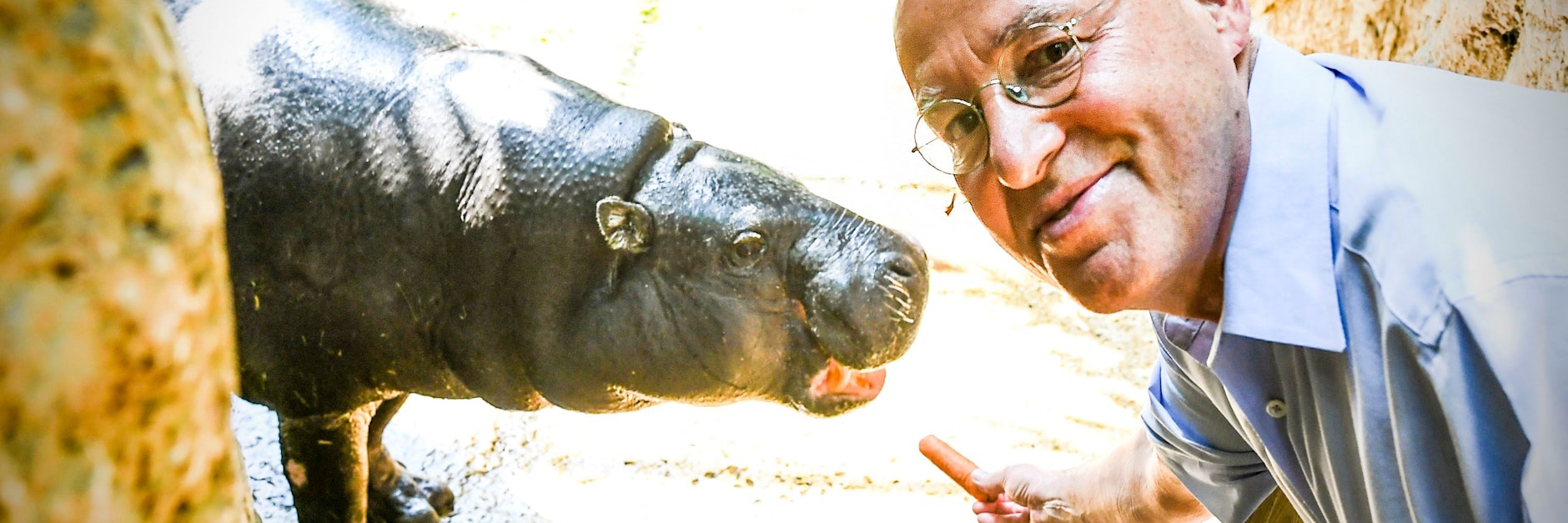 Mit einer Mohrrübe wird die Patenschaft besiegelt: Gregor Gysi und sein Patenkind aus dem Zoo, Flusspferd-Dame Debby.<br>