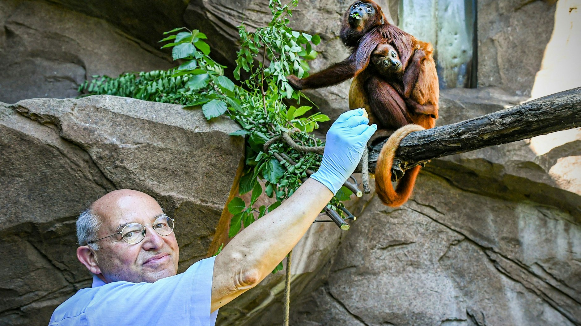 Schnell freundet sich Gregor Gysi mit den Roten Brüllaffen im Tierpark an.<br>