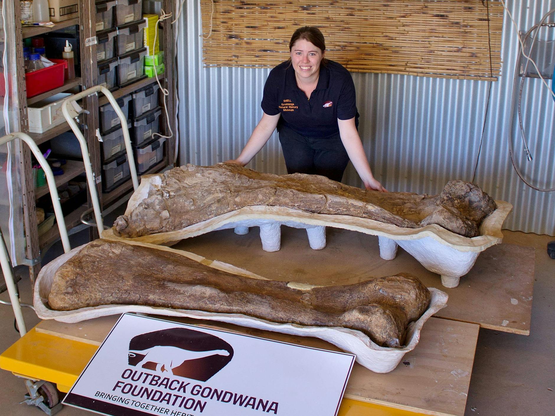 Knochenarbeit: die Dino-Fossilien im <a target="_blank" href="https://enhm.com.au/">Eromanga-Naturkundemuseums in Queensland</a>