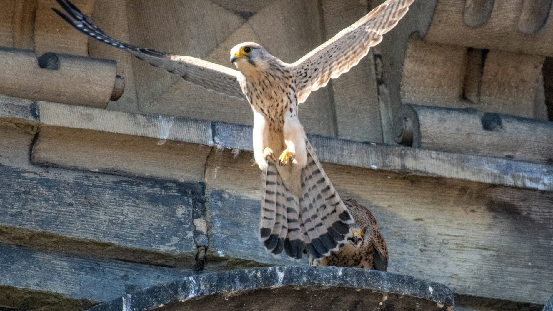 Turmfalken nach erfolgreicher Jagd: Aufgrund des milden Winters sind sie früher als sonst an ihre Nistplätze zurückgekehrt.