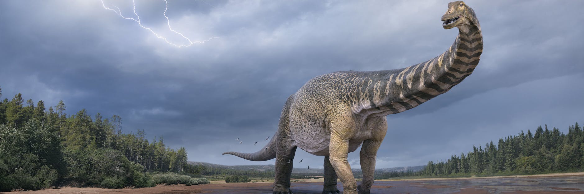 Eine künstlerische Darstellung zeigt den Dinosaurier Australotitan cooperensis.