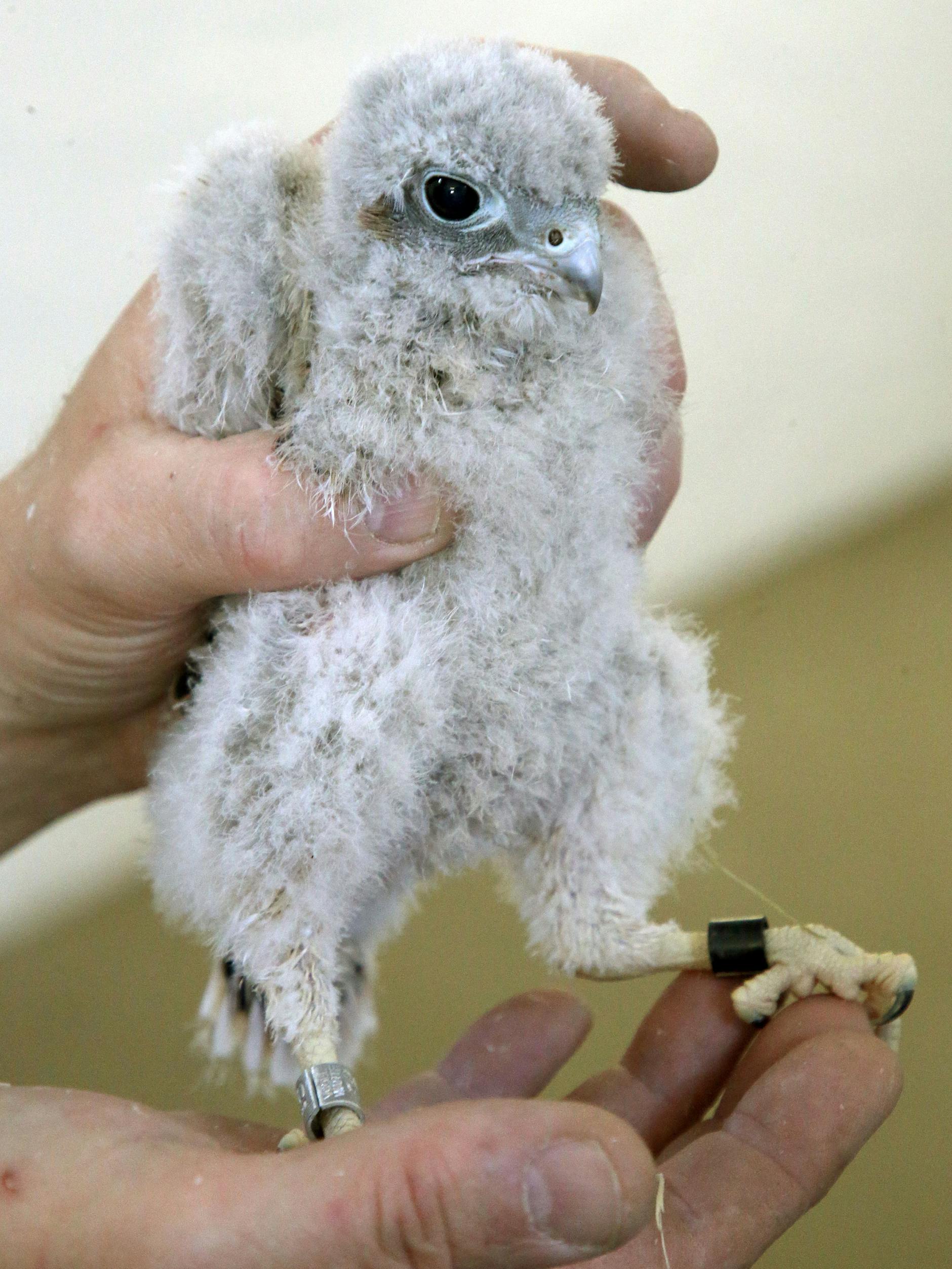 Ein junger Turmfalke: Kann noch nicht fliegen, trägt aber schon einen Ring.