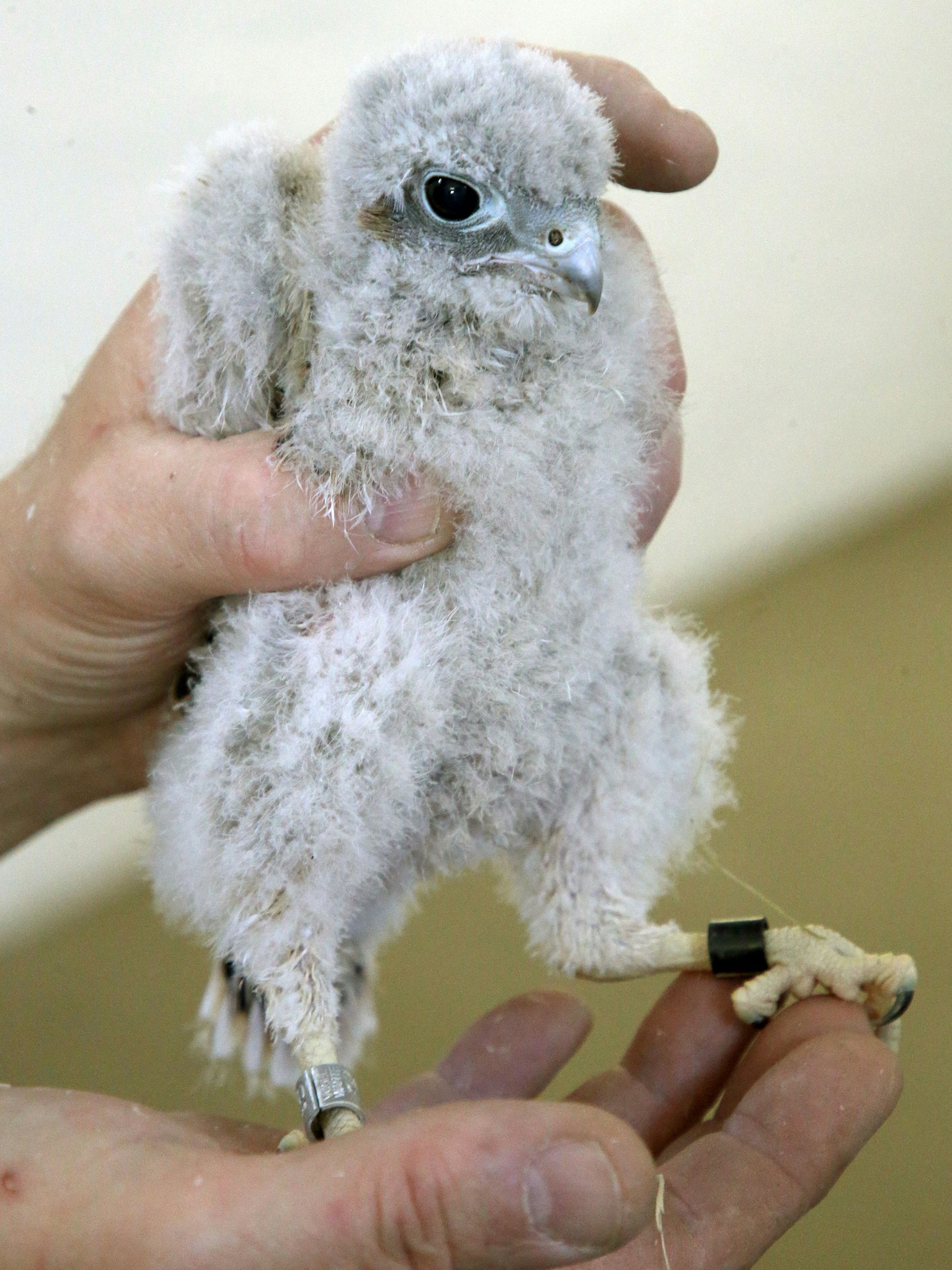 Ein junger Turmfalke: Kann noch nicht fliegen, trägt aber schon einen Ring.