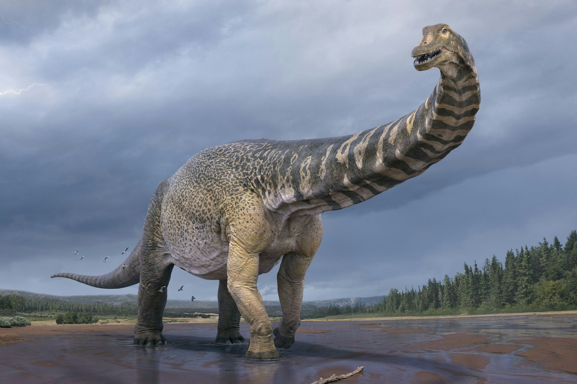 Rekonstruktion des australischen Riesendinos&nbsp;<em>Australotitan cooperensis.</em>