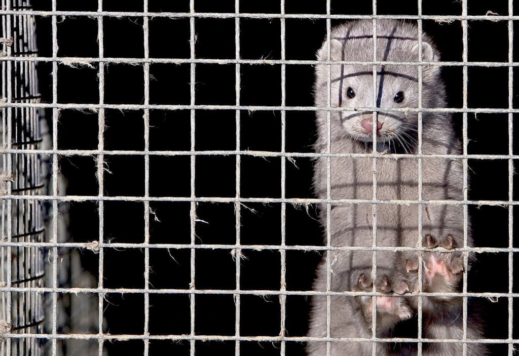 Tierschutzbund: Über 17 Millionen Nerze wegen Corona getötet