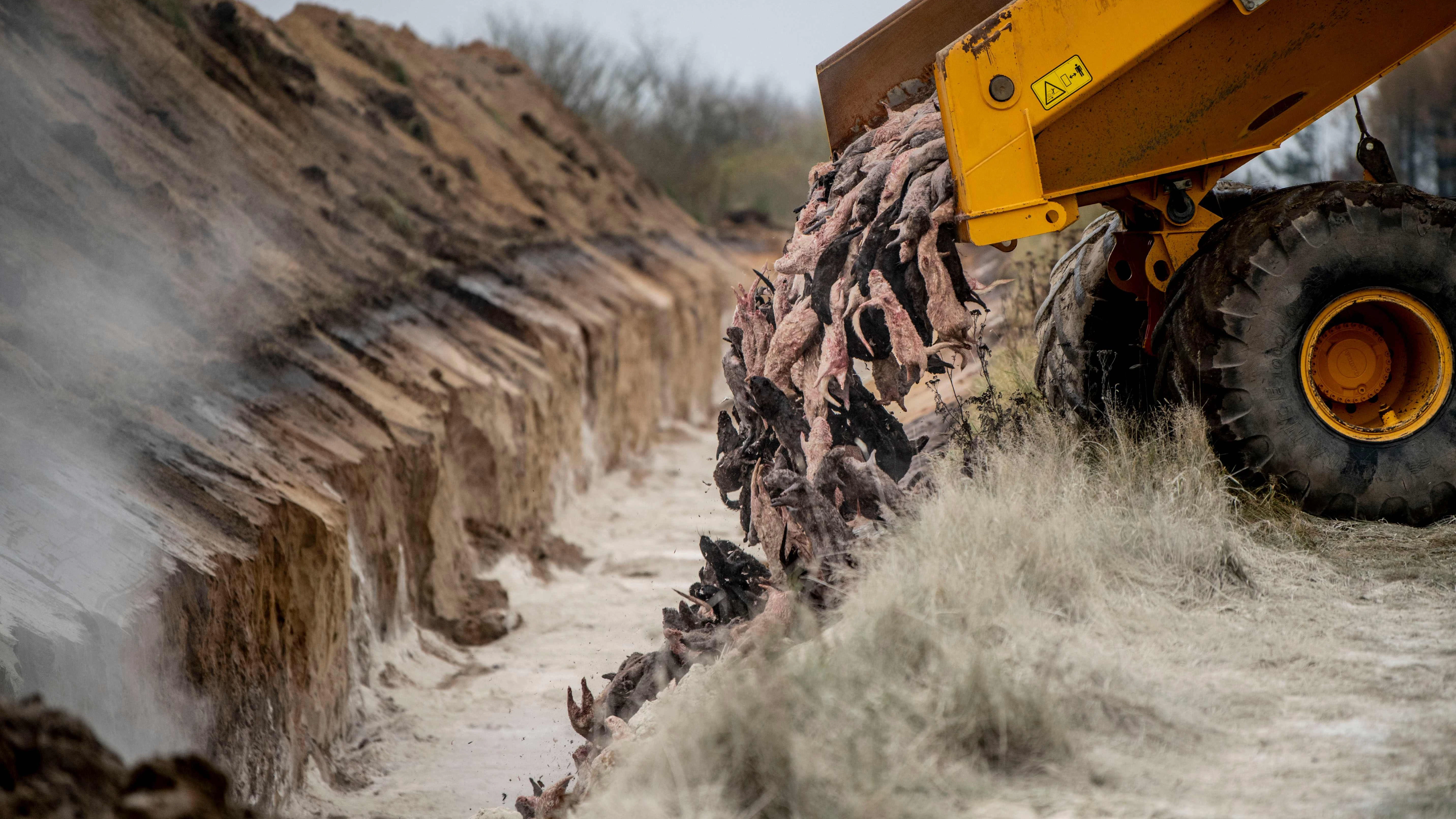 Großaufwand: In Dänemark wurden rund 15 Millionen Nerze erst getötet und vergraben&nbsp;und die Tierkadaver dann mitsamt des verseuchten Erdreichs wieder ausgegraben.