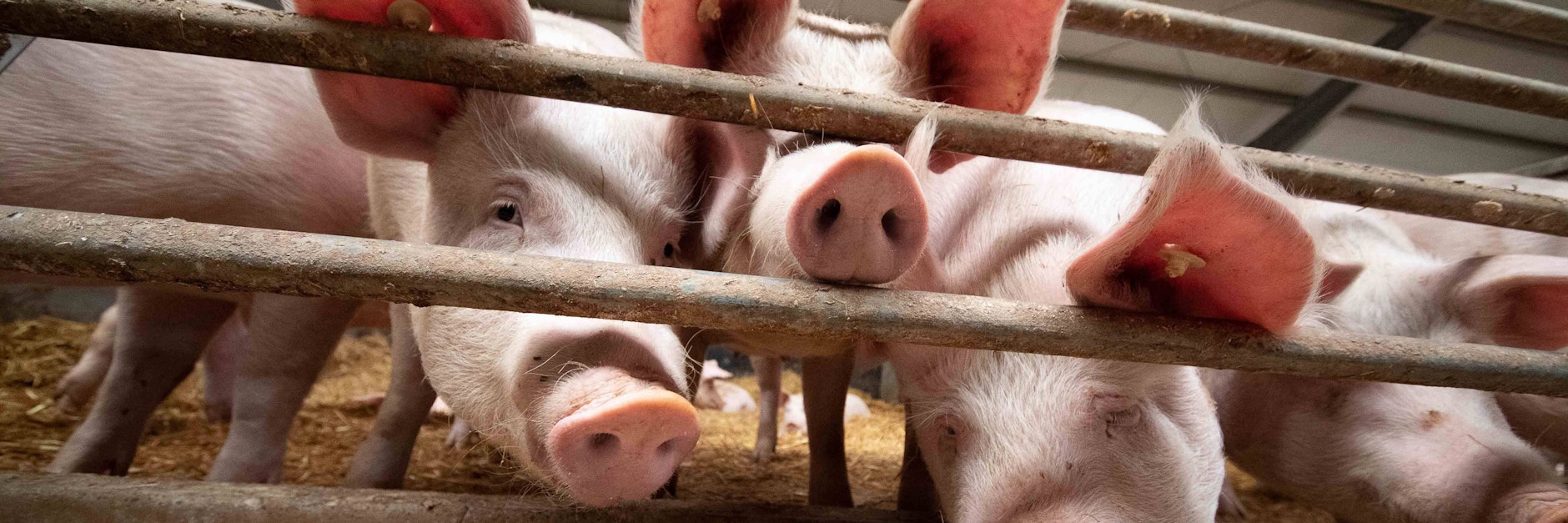 Schweine in einem Stall.
