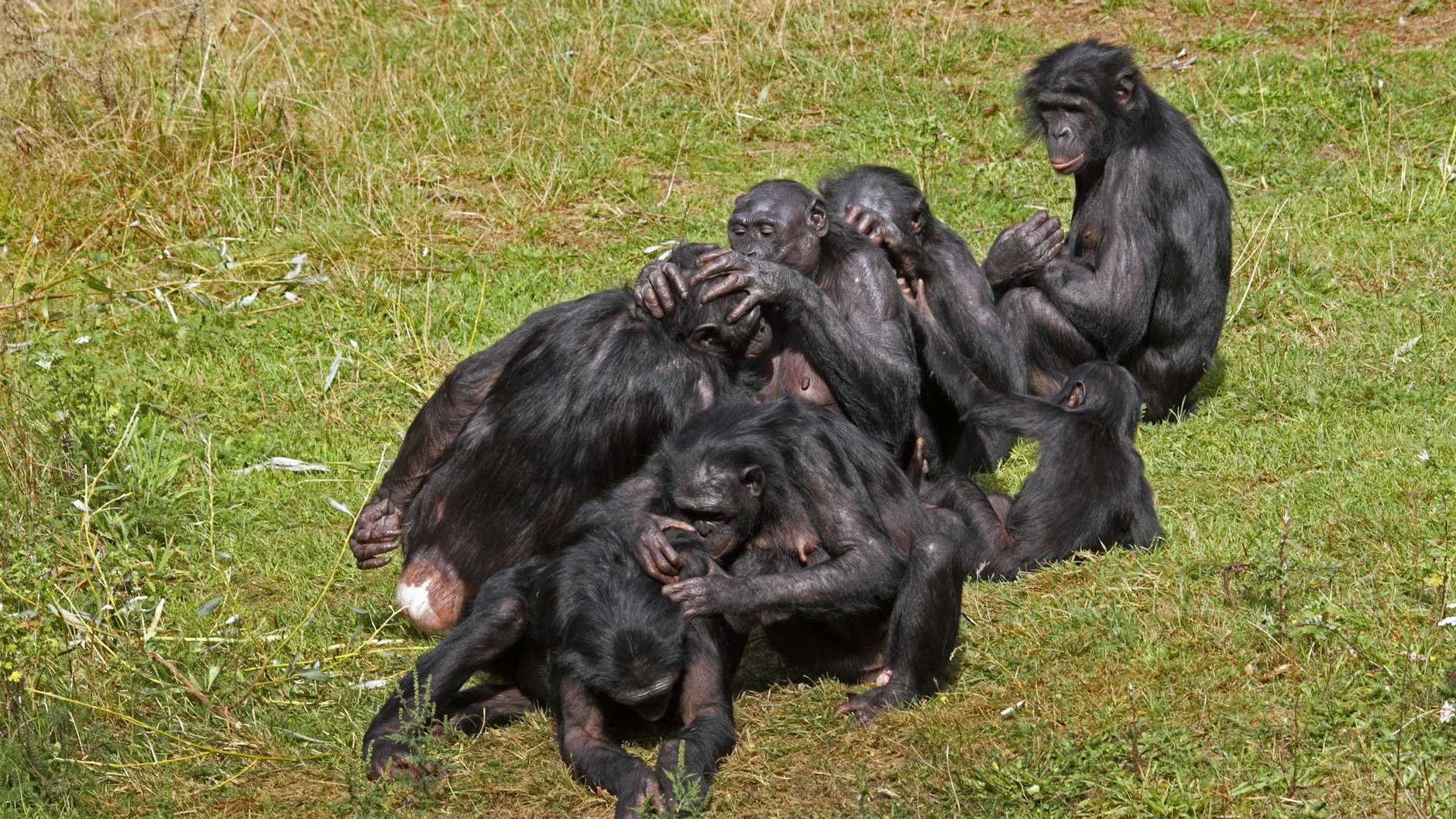 Es heißt, Bonobos seien neben den Menschen die Einzigen, die auf diese akrobatische Weise schmusen.