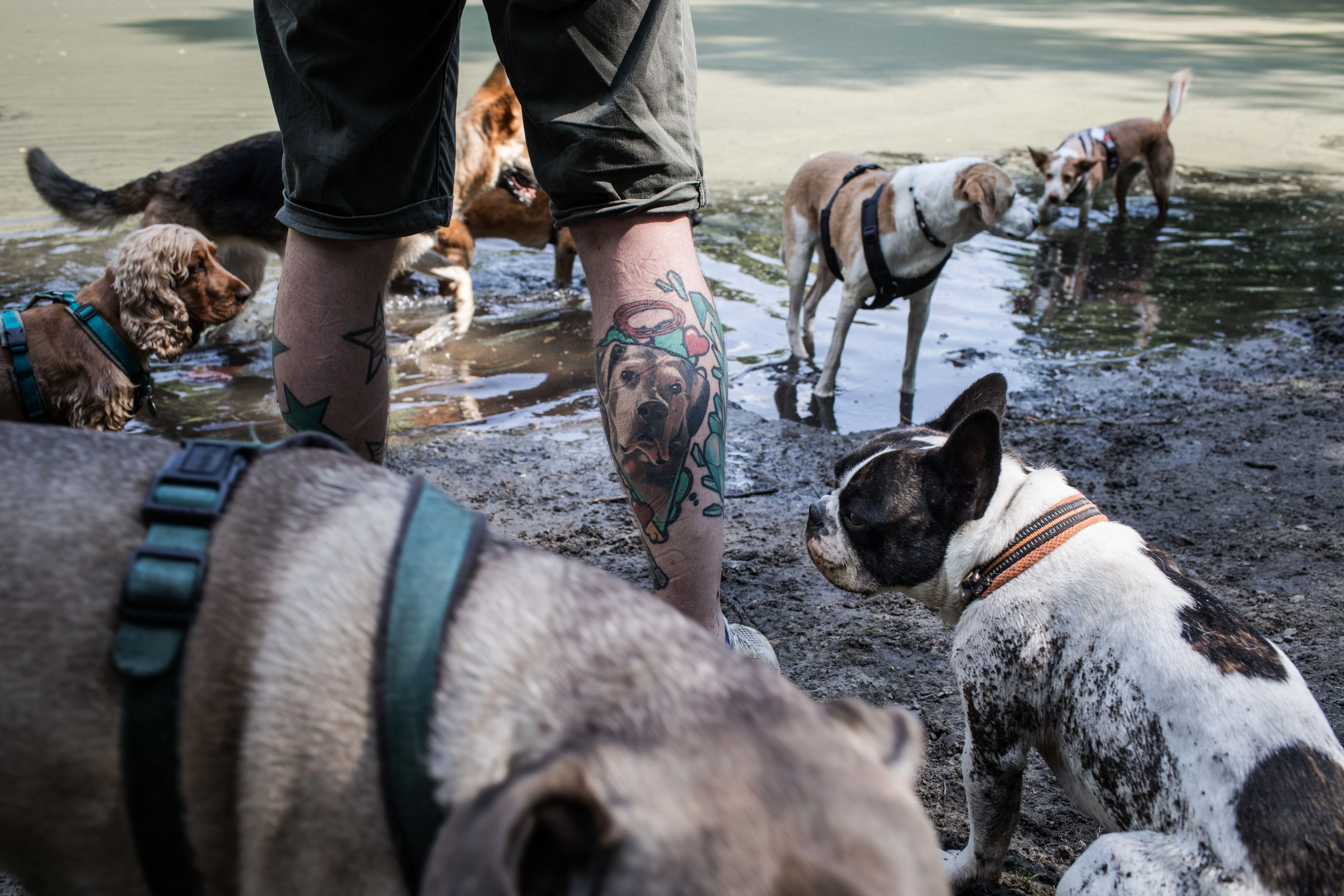 Diekmanns Hundegruppe legt eine Erfrischungspause ein.