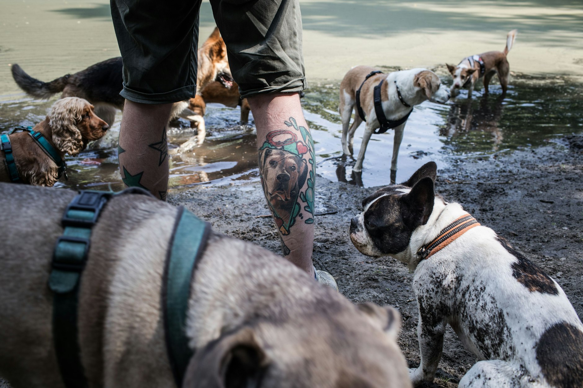Diekmanns Hundegruppe legt eine Erfrischungspause ein.
