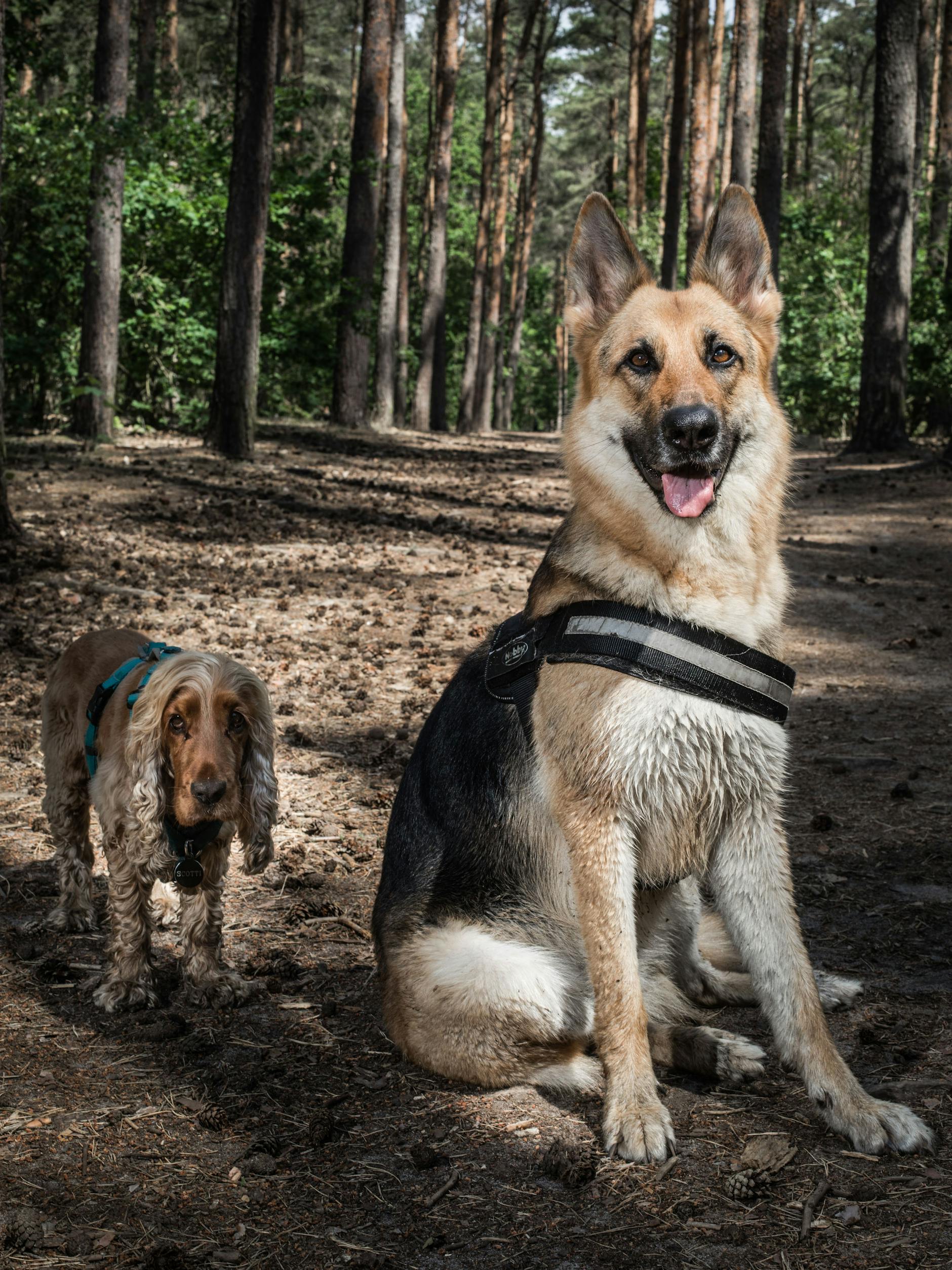 Wenn der Cocker mit dem Schäfer: leinenfreier Auslauf im Grunewald.