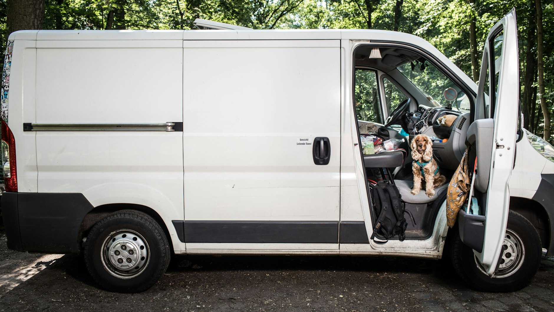 Cockerspaniel Scotti darf auf der Heimfahrt bei Oliver Diekmann vorn sitzen.