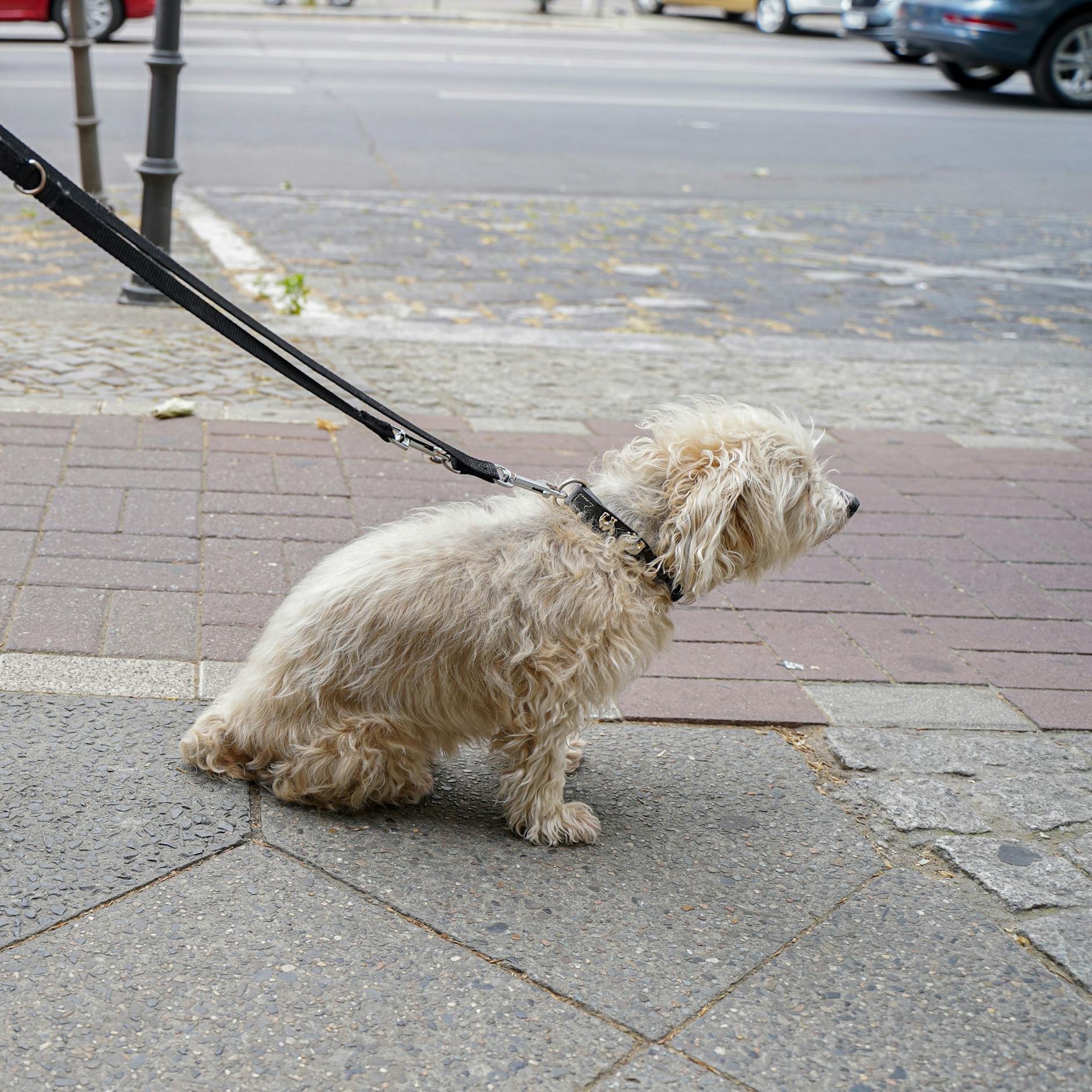 Lisa möchte endlich weiter ...