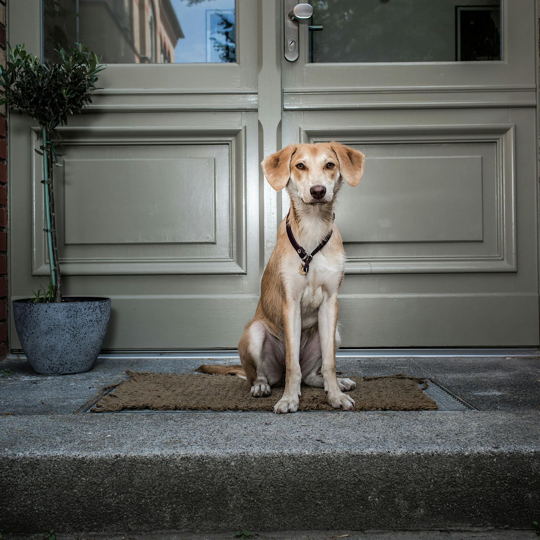 Die Folgen des Booms: Was wird jetzt aus Berlins Corona-Hunden?