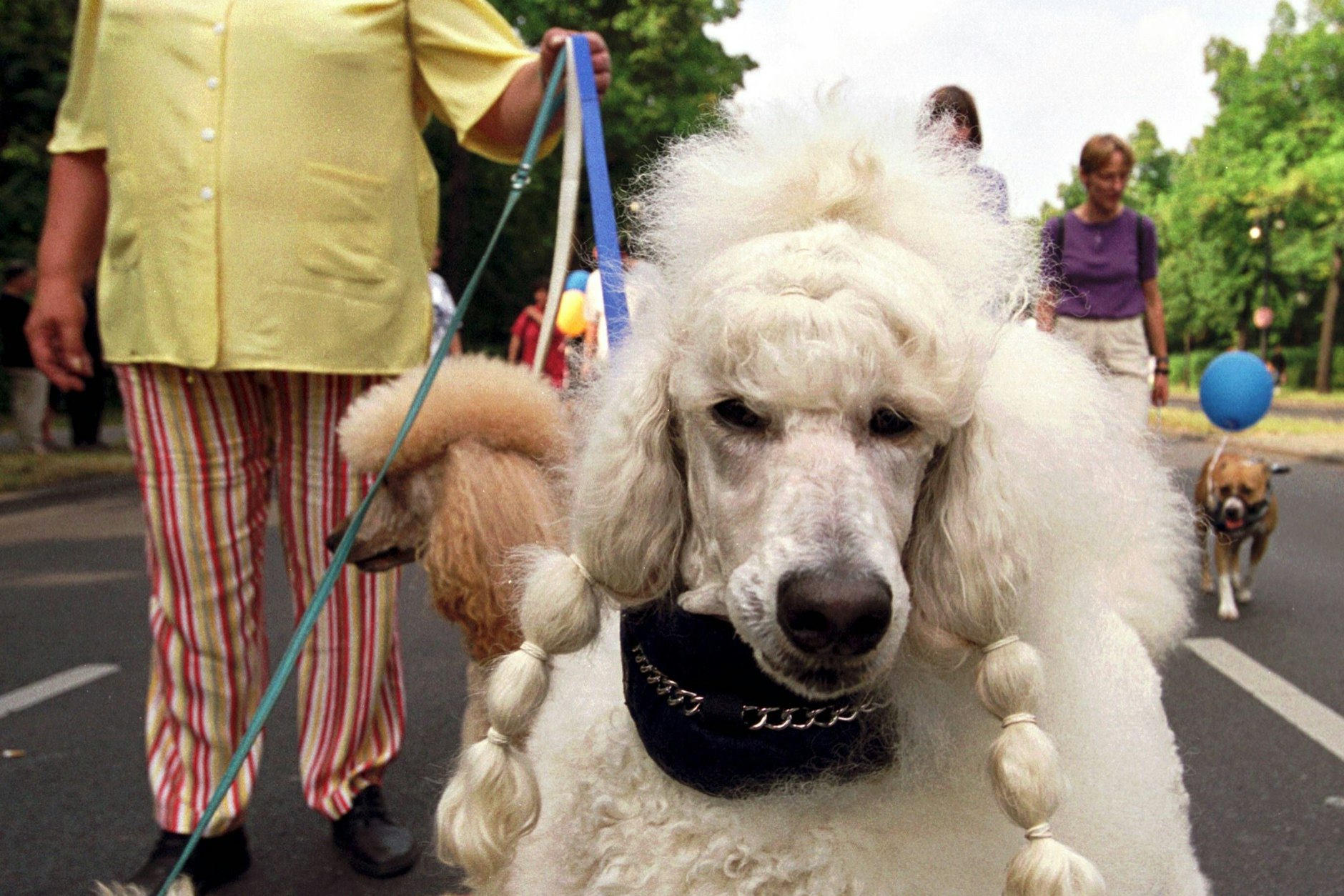 Pudel mit modisch gestylten Zöpfen auf der ersten Internationalen Fiffi-Parade in Berlin.