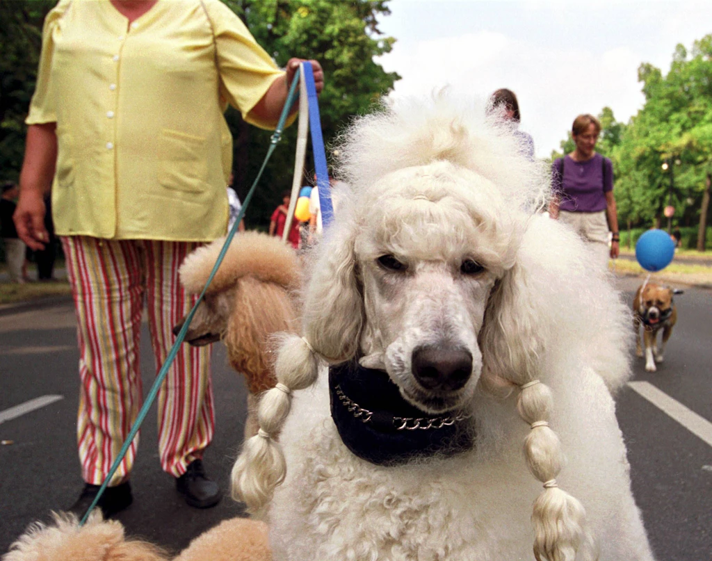 Anstatt die Alten zu besuchen, besorgen wir uns einfach Hunde