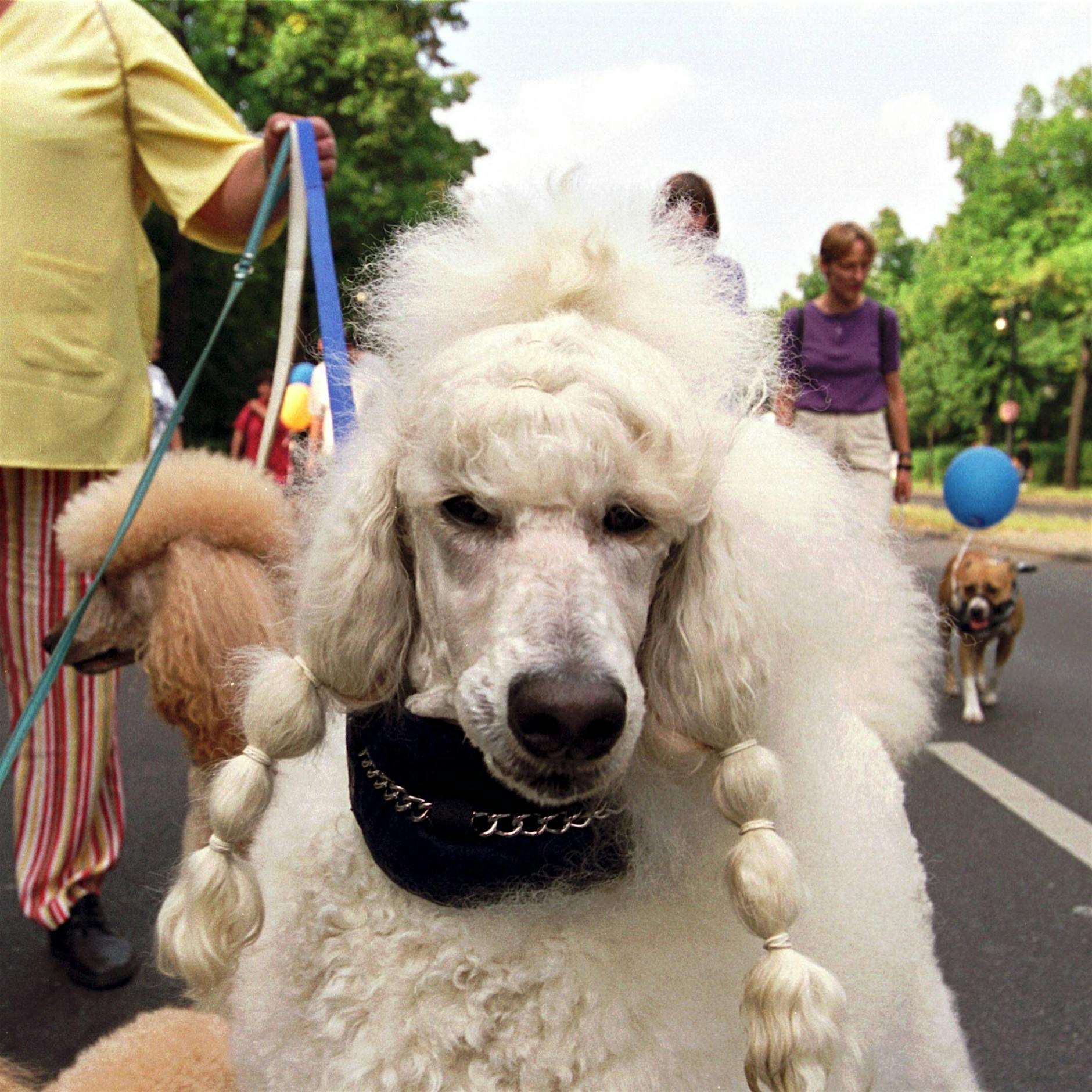 Anstatt die Alten zu besuchen, besorgen wir uns einfach Hunde