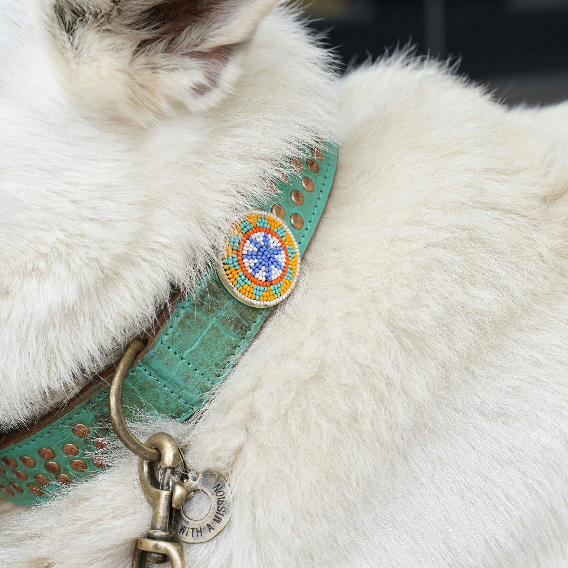 Cooper trägt ein Halsband von Dog with a Mission.