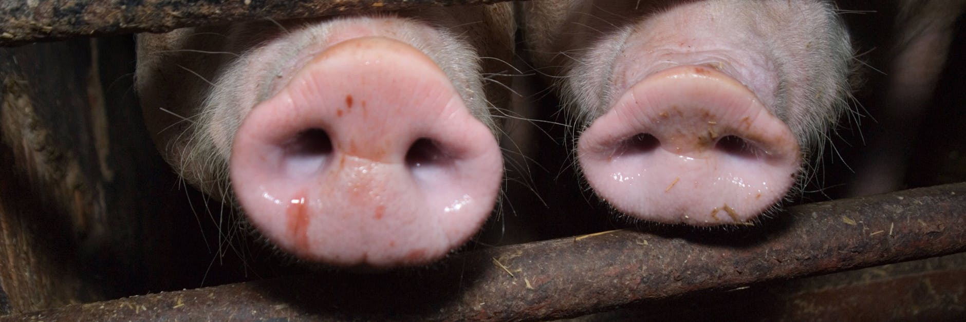 Antibiotikaresistente Keime in unserem Fleisch könnten auf Dauer zu einem ernsthaften Gesundheitsproblem werden.