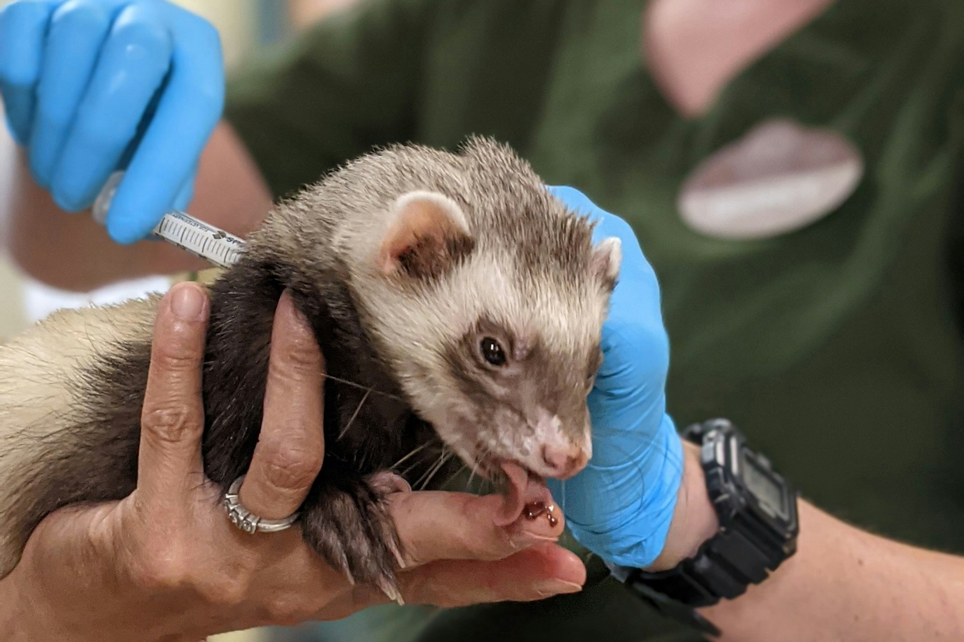 Mitarbeiter des Zoos von Oakland verabreichen einem Frettchen eine Dosis Impfstoff gegen Corona, während es an einer leckeren Paste lutscht.